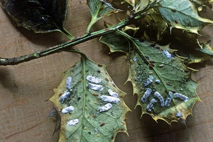 Scale Insects: Identification and Control | RHS Advice