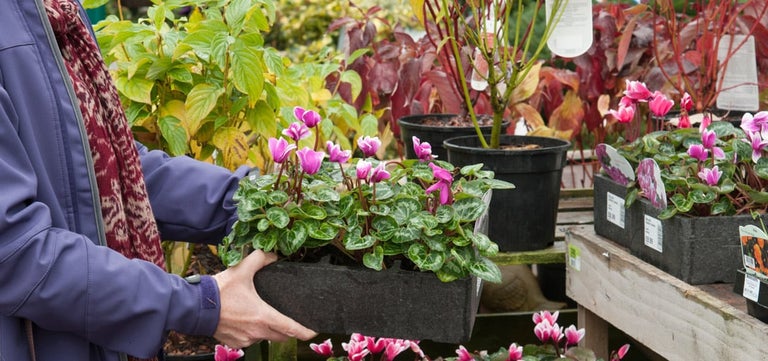 8 plants for autumn bedding