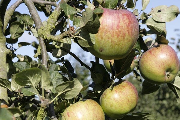 'Howgate Wonder' AGM