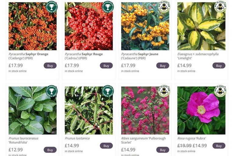 Buy hedging plants