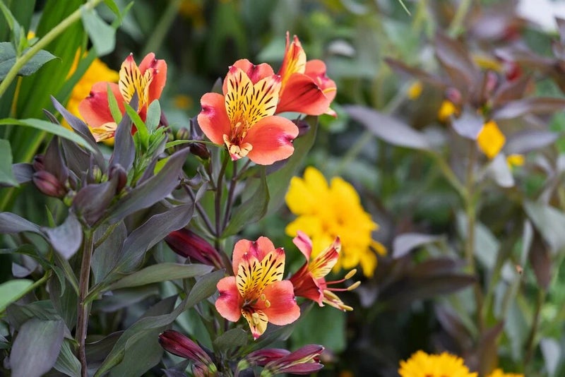 A group of flowers in a garden