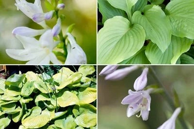 Hostas Rhs Hosta (Plantain lily) / RHS Plant Guide