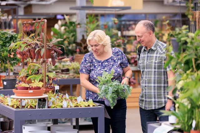 Choosing the best houseplants
