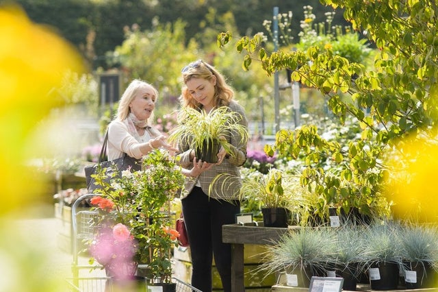 How to choose healthy plants