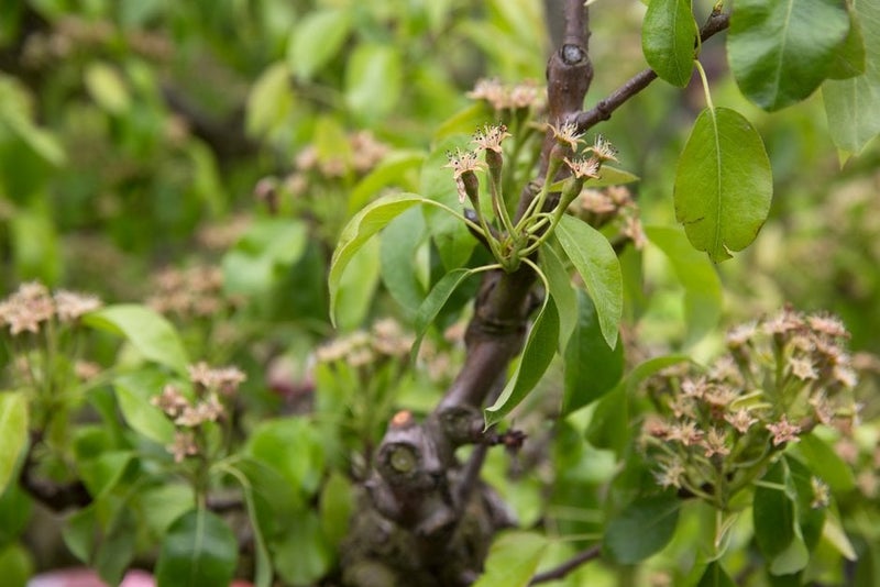 How to grow pears | RHS Guide