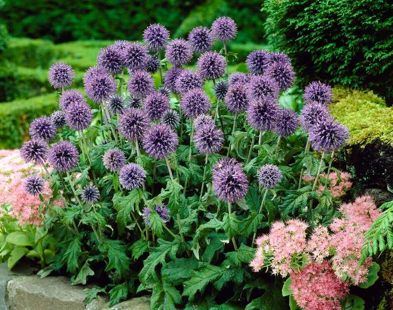 Drought Pollinators: Silver and Blue | RHS Advice