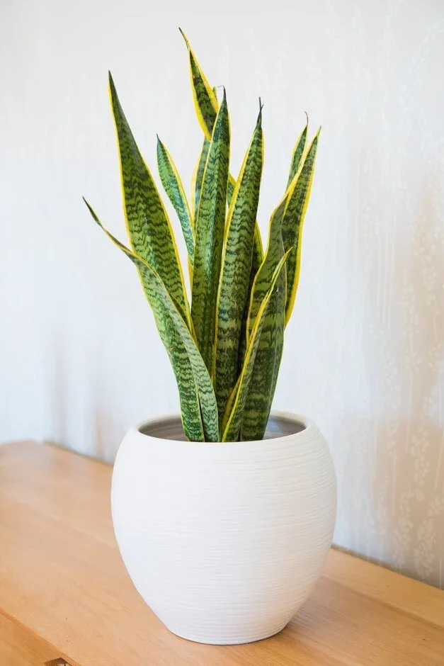 Sansevieria trifasciata (snake plant)