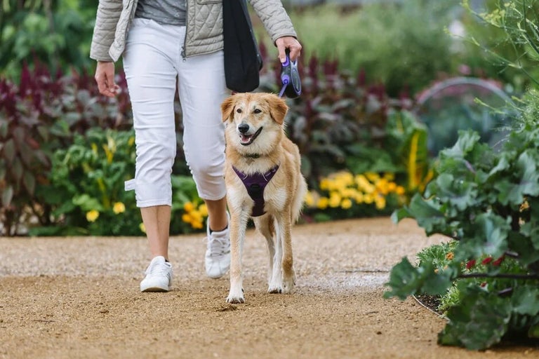 Walkies at RHS Gardens