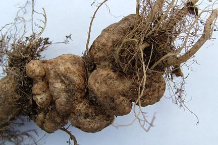 Club Root in Brassicas: Prevention & Treatment | RHS Advice