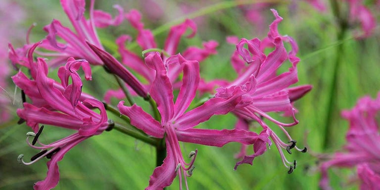 Buy nerines from RHSplants.co.uk
