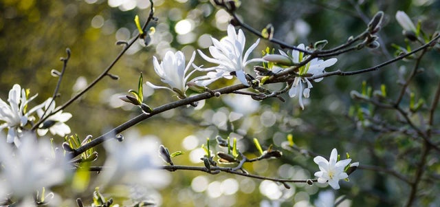 Magnolias for small gardens