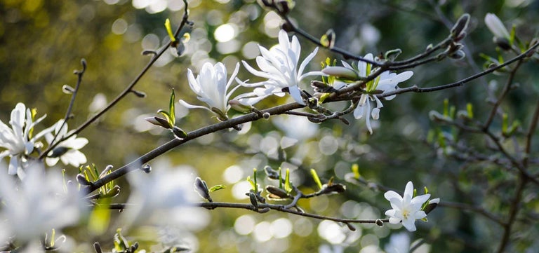 Magnolias for small gardens