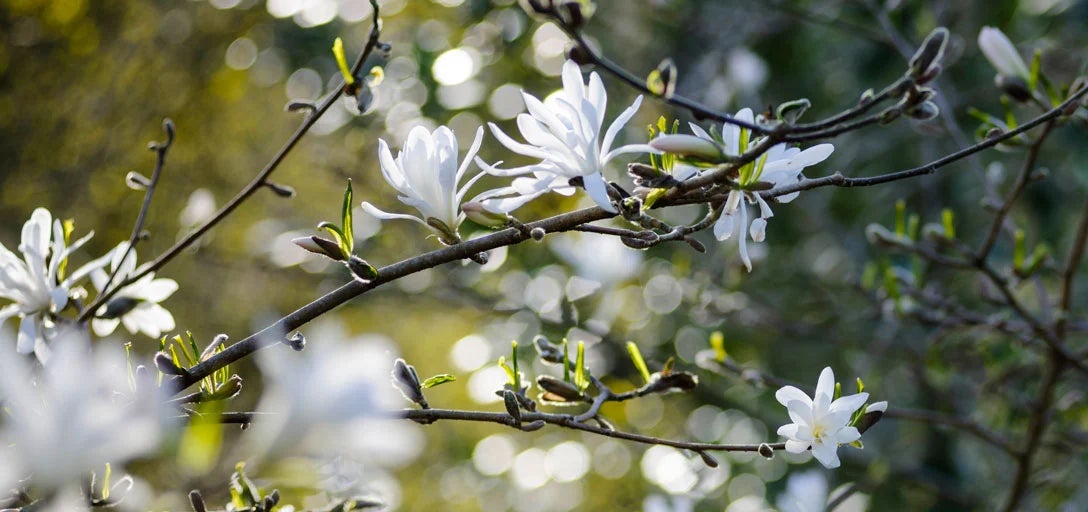 Magnolias for small gardens