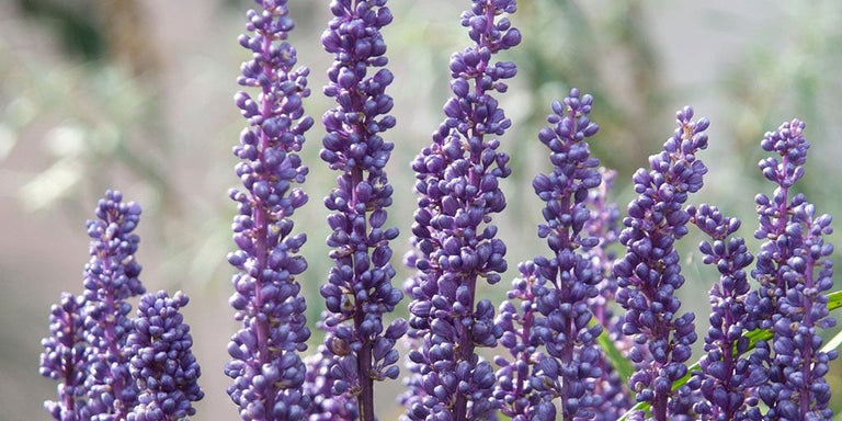 Buy liriopes from RHSplants.co.uk