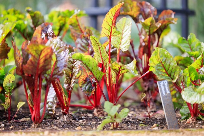 How to grow chard | RHS Guide