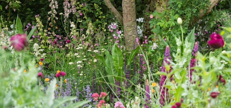 10 star plants of RHS Chelsea 2025