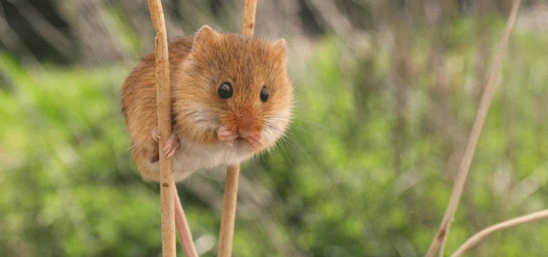 Rare harvest mice thriving at RHS Garden Hyde Hall