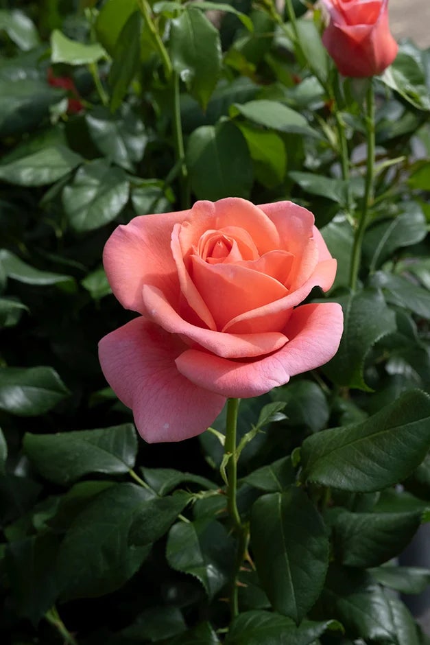 Rosa ‘Catherine’s Rose’