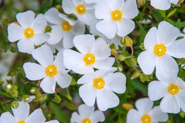 Using award-winning plants