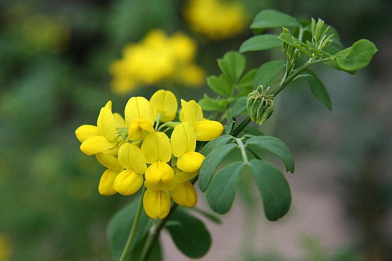 Sunshine blooms