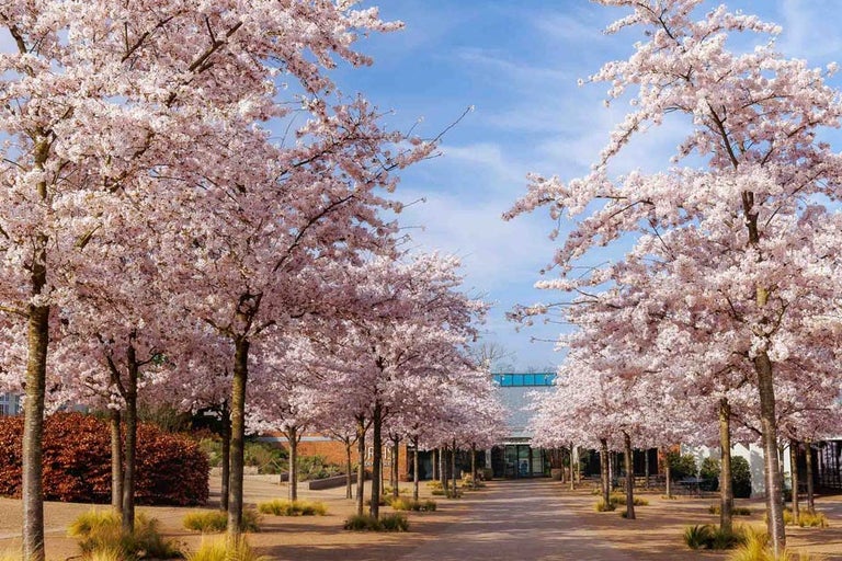 Discover clouds of cherry blossom at RHS Wisley