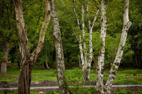 Birch | RHS Plant Guide