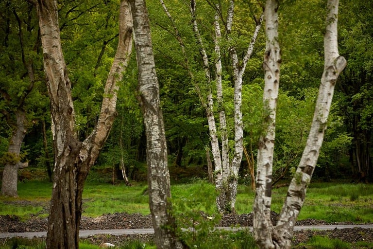Buy birches from RHSplants.co.uk