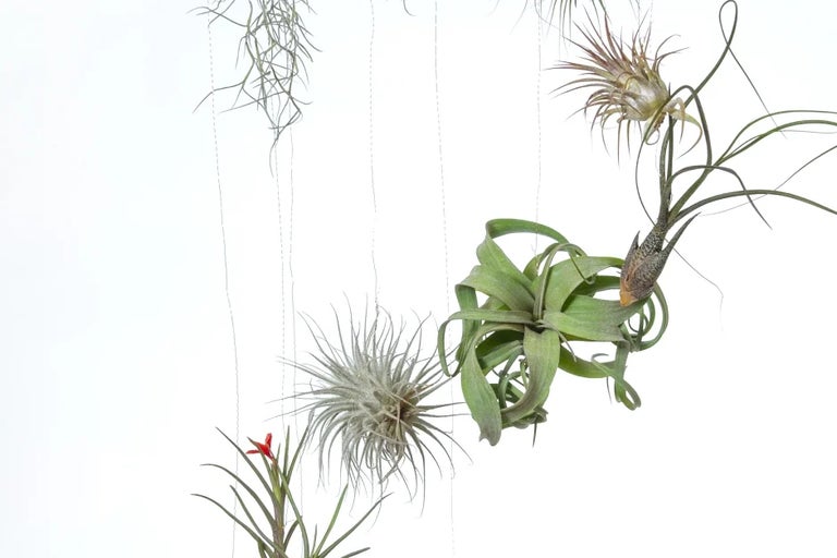 Make an air plant chandelier