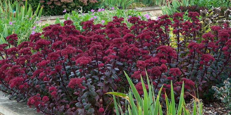 Buy hylotelephium from RHSPlants.co.uk