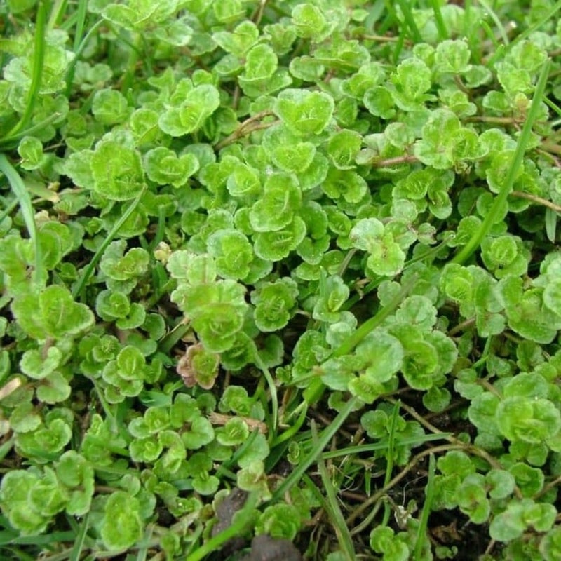 Speedwell | RHS Advice