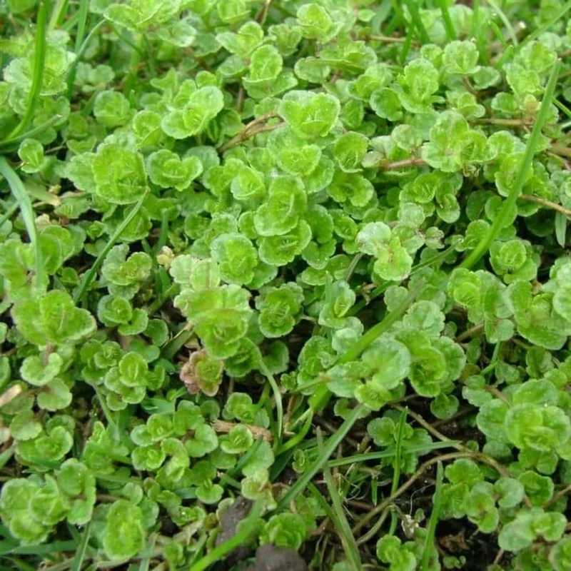 Speedwell Forrest Speedwell | RHS Advice