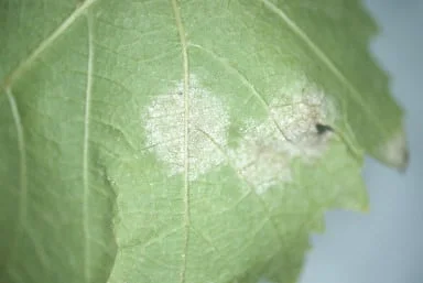 Downy mildew of grapevine - symptoms on lower leaf surface