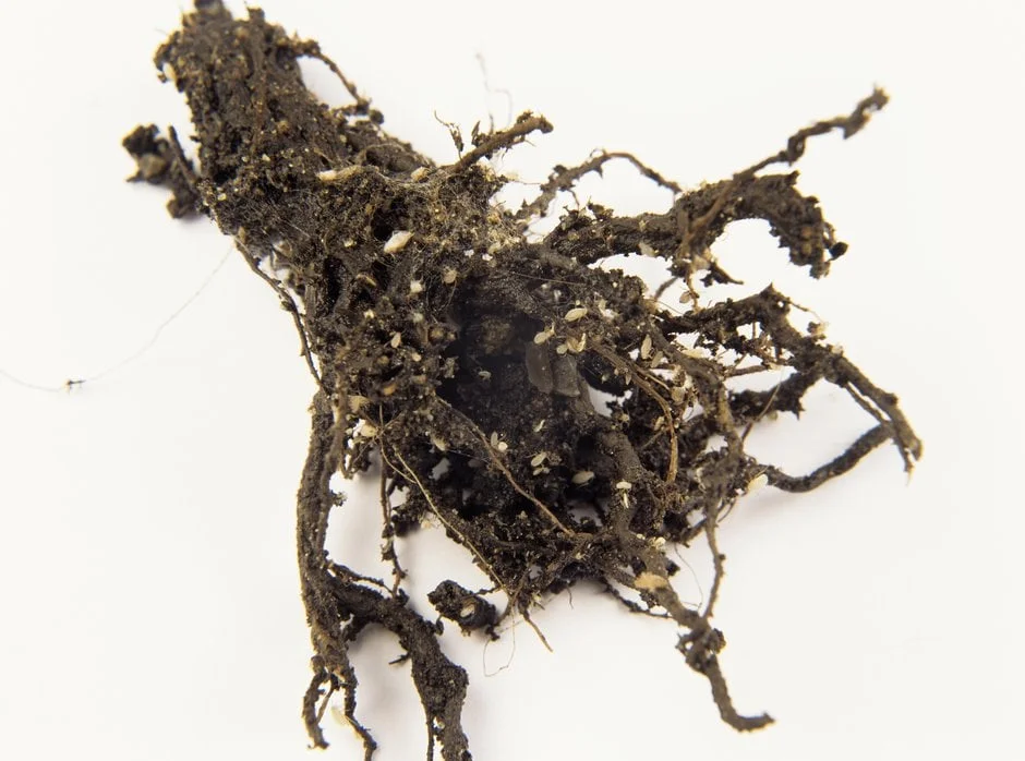 Close-up of root aphids on <em>Crassula</em> root RHS / Tim Sandall