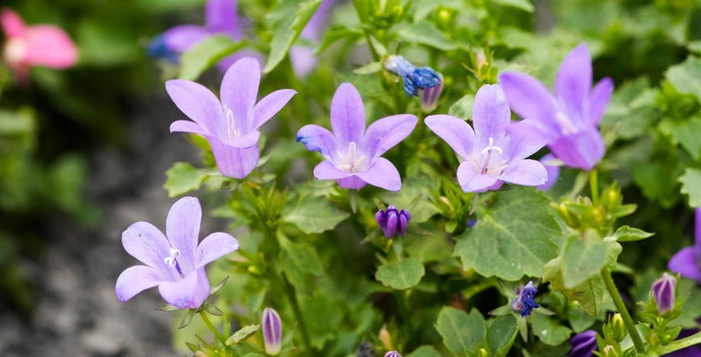 Campanula