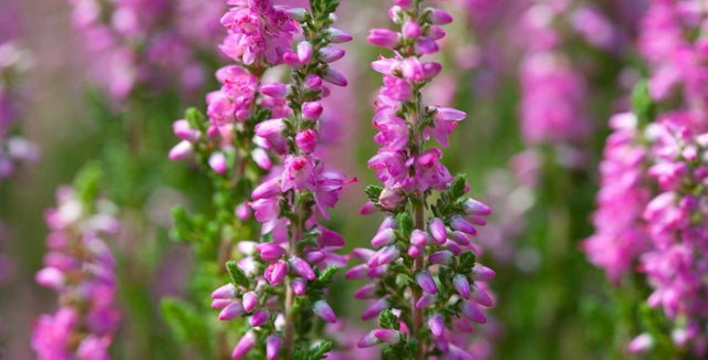How to grow <i>Calluna<i/>
