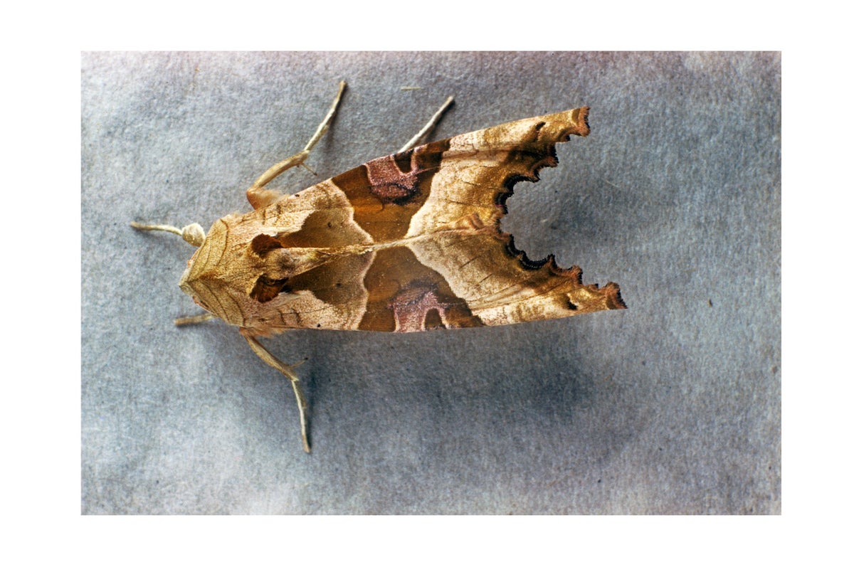 A close up of a Angle Shades moth