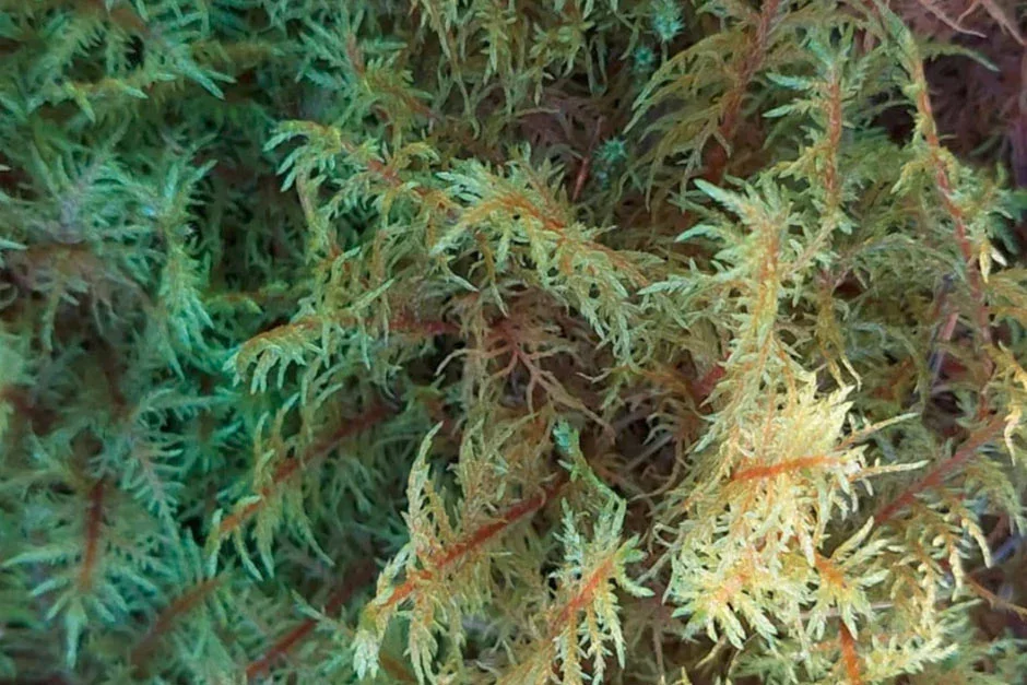 2. Glittering wood moss