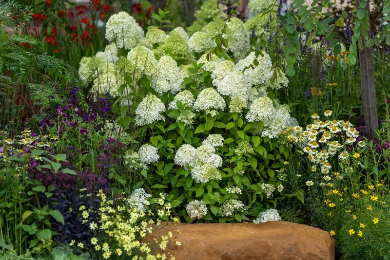 Hydrangea-Limelight-Royal-Legacy-Garden