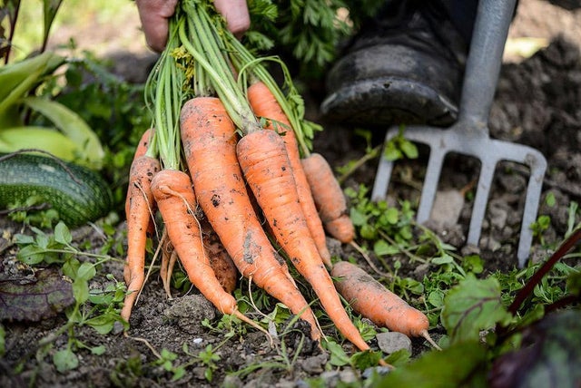 RHS grow your own