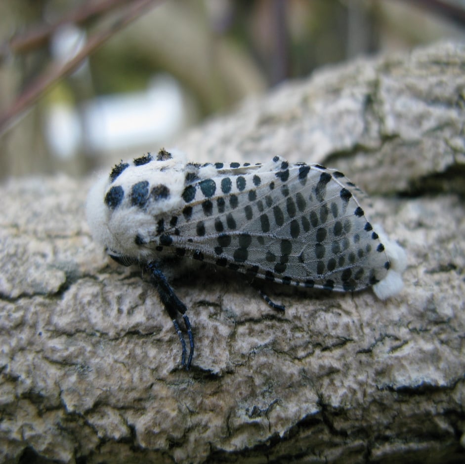 Leopard moth: Identification & Control | RHS Advice
