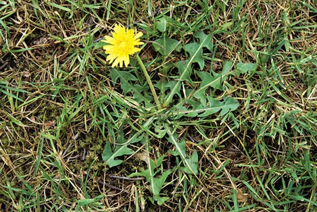 How to identify and deal with weeds