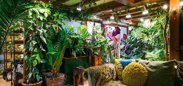 The Bearded Plantaholic and his houseplant heaven