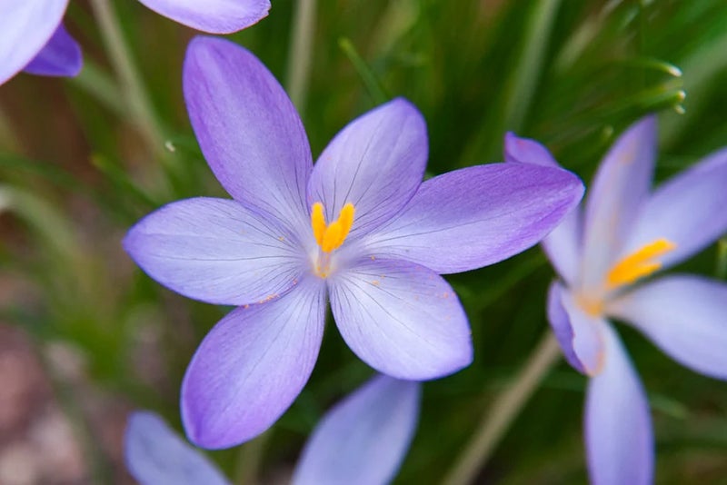 Autumn crocuses