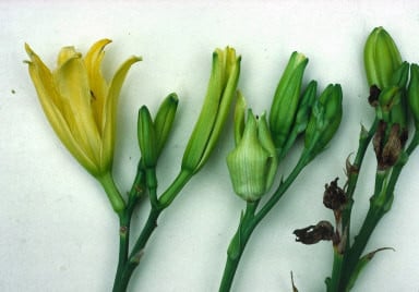 Galled buds on the centre and right flower stems (left stem shows normal buds)