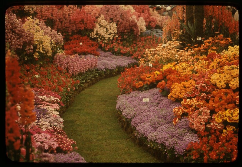 A garden with many flowers