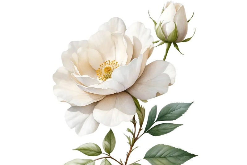 Coming up roses