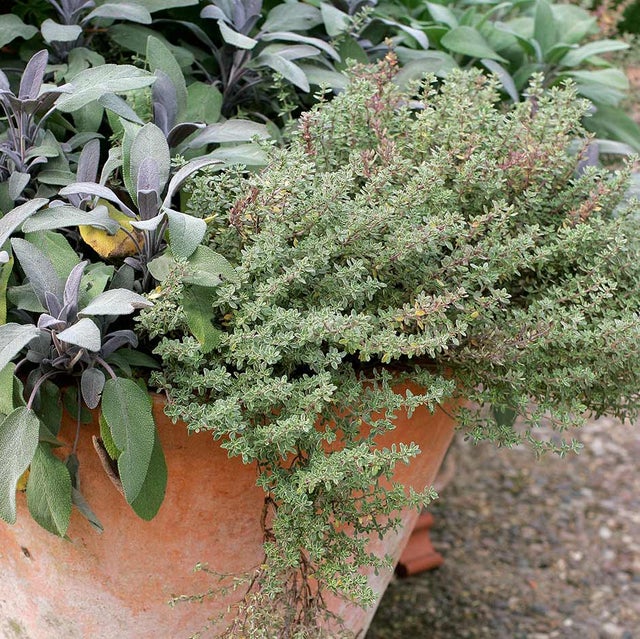 Herbs growing in a pot