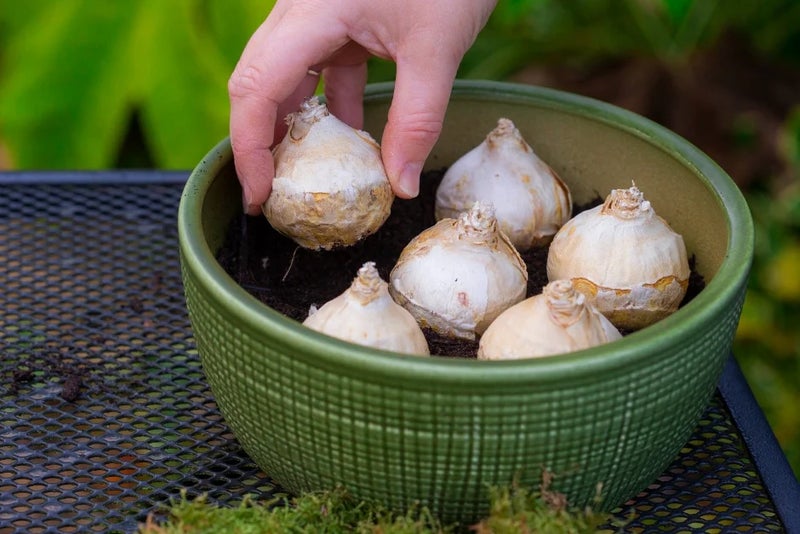 1. Plant your bulbs