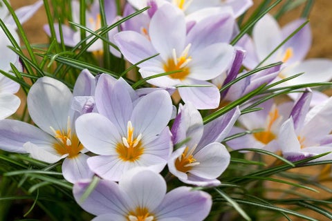 Crocus / RHS Plant Guide