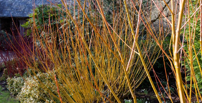 Willows for colourful winter stems